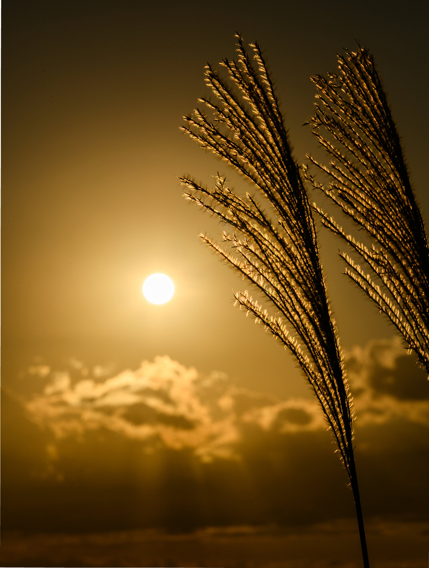 夕暮れの縦景色
